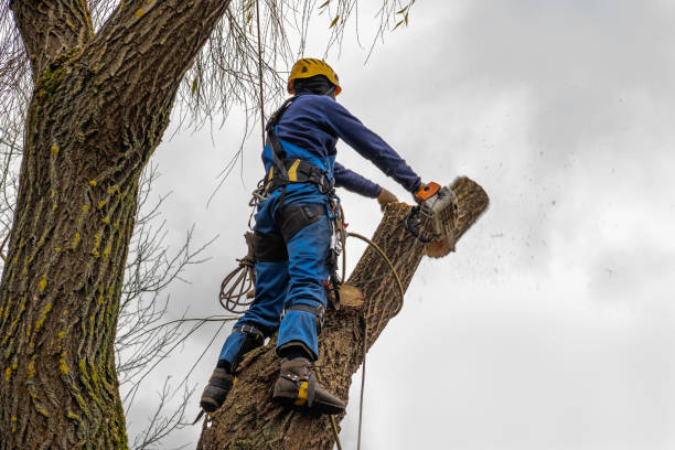 How Our Tree Care Process Works  in  Bethel Acres, OK